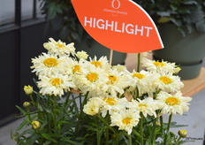 Een nieuwe Leucanthemum in de kleur geel in de Sweet Daisy Izabel serie